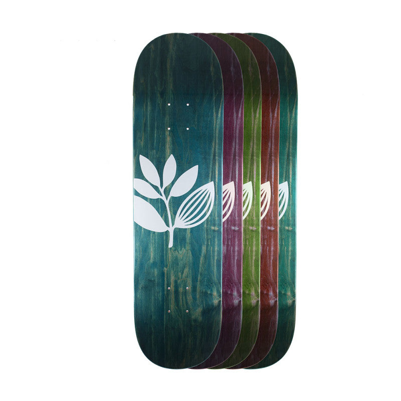MAGENTA BIG PLANT 8.6